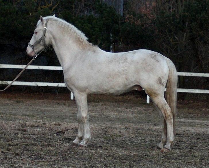Palomino lucifer billede 15