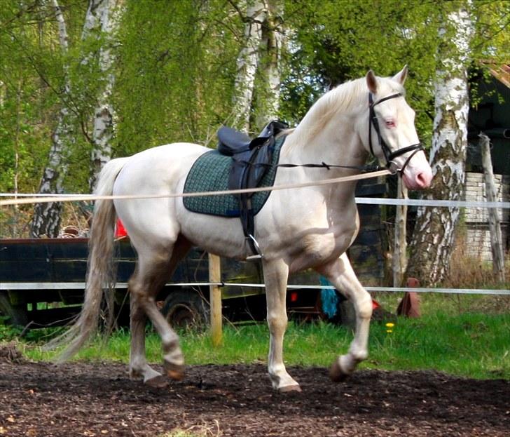 Palomino lucifer billede 16