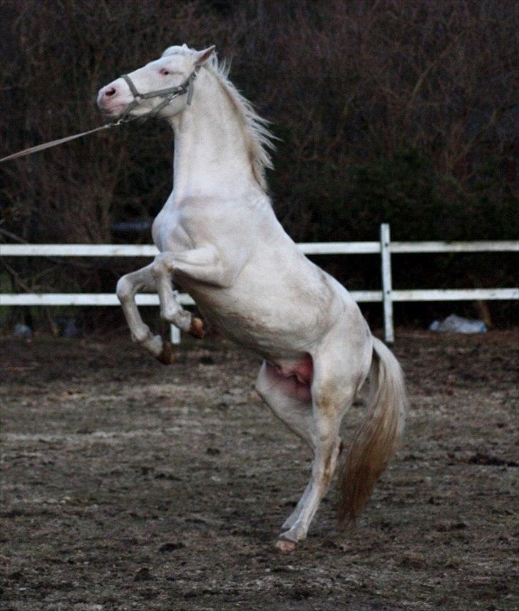 Palomino lucifer billede 17