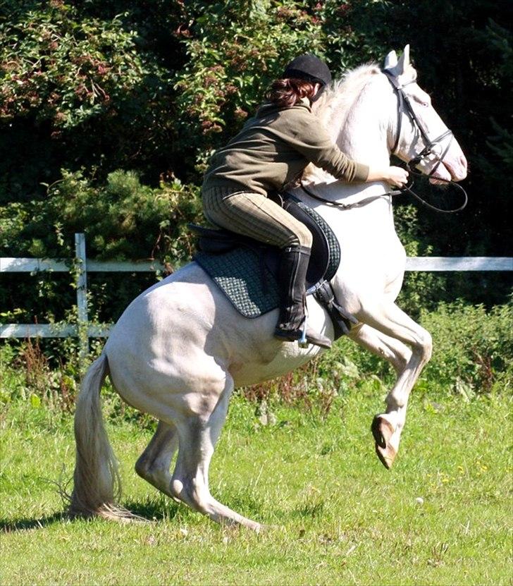 Palomino lucifer - lgie inden parten fik en mindre flyvetur ;) billede 18