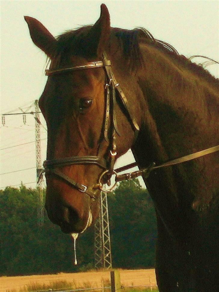 Oldenborg Teglgårdens  Farengo  - savle... savle billede 1