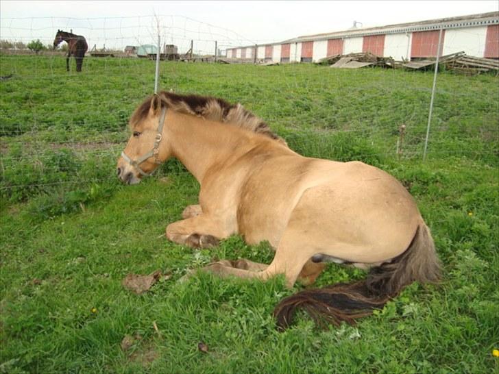 Anden særlig race Sonny - Sonny sover :-) billed er taget på Tinnetgaard, hvor Sonny er nu. billede 1