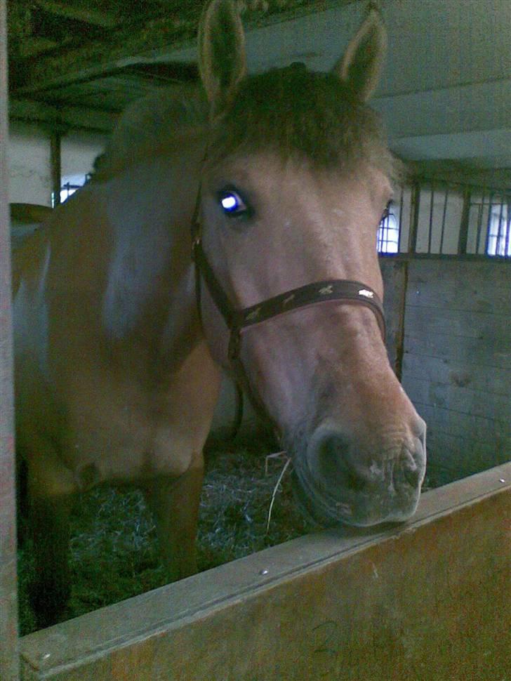 Anden særlig race Sonny billede 2