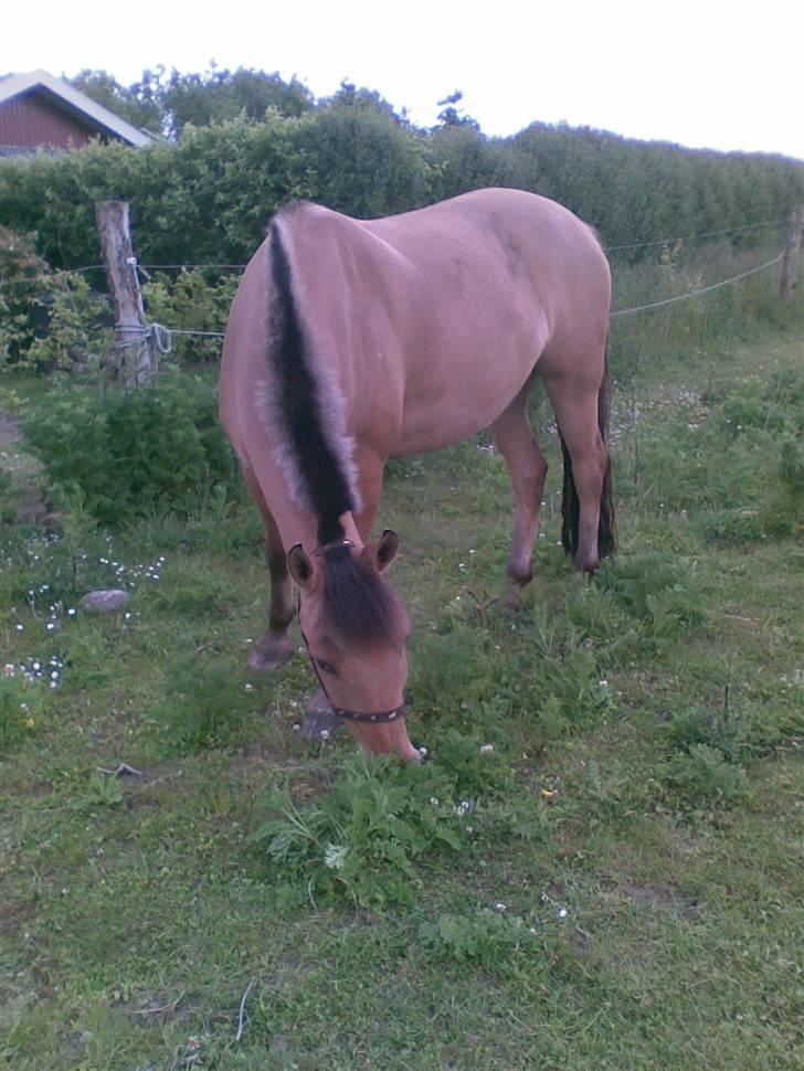 Anden særlig race Sonny billede 3