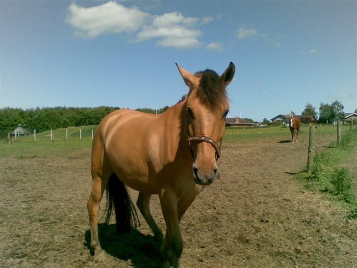 Anden særlig race Sonny billede 5