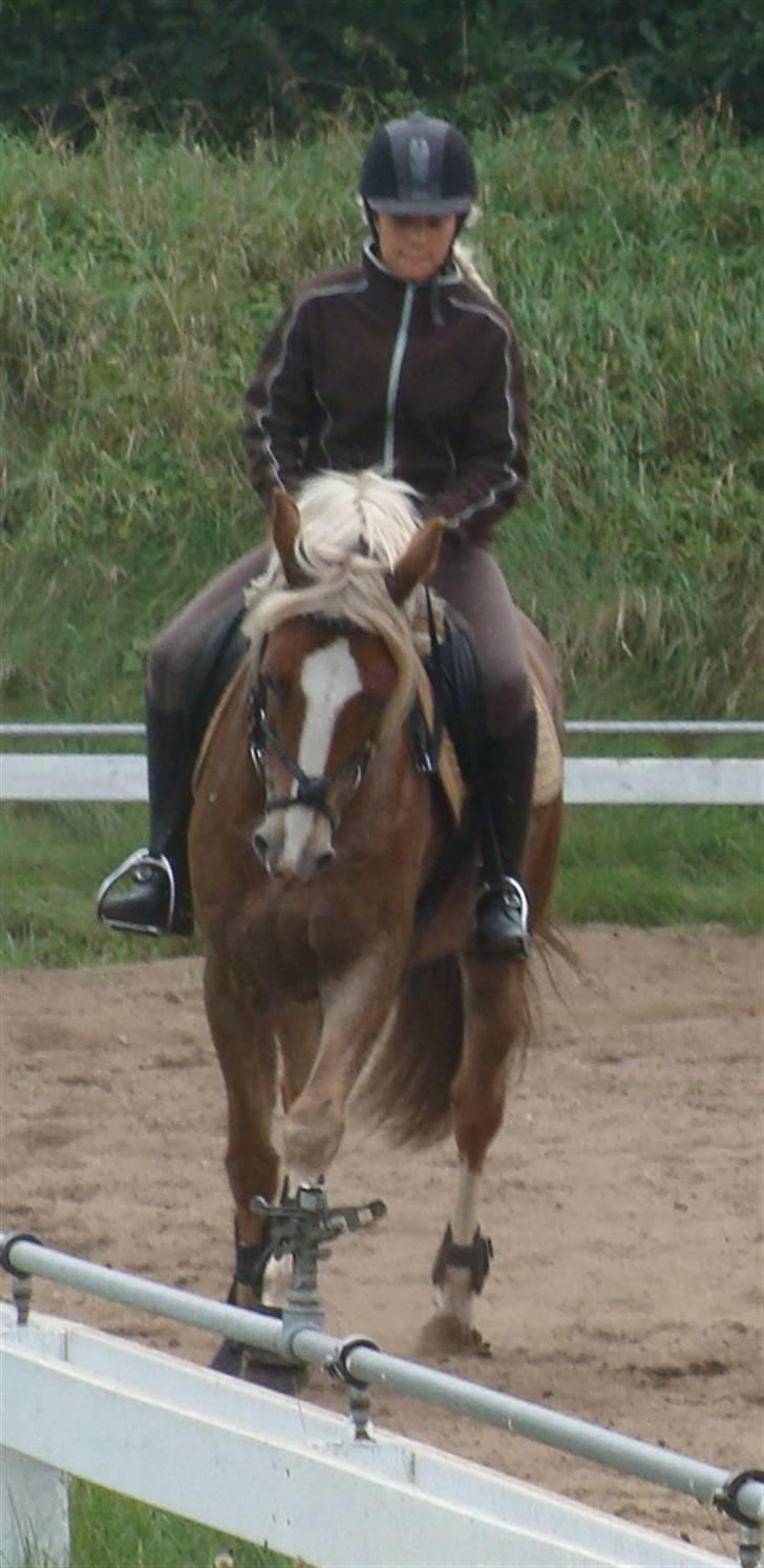 Anden særlig race Salvador<3 SOLGT - slutning på træning 27-10-09 billede 20