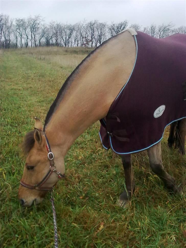 Anden særlig race Sonny billede 7