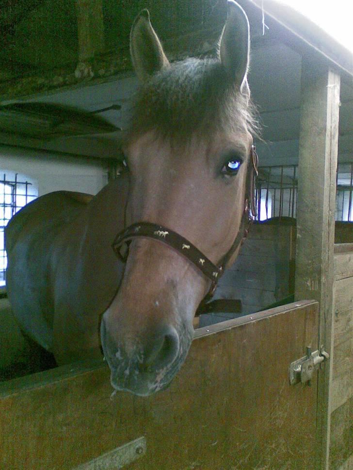 Anden særlig race Sonny billede 8