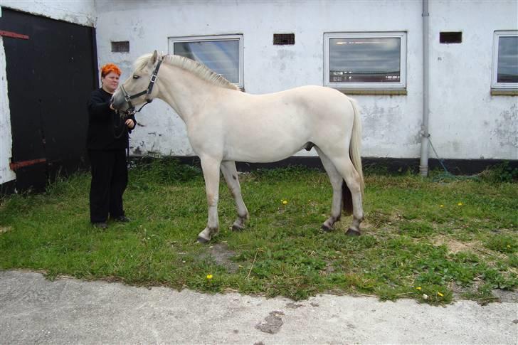 Fjordhest Hjalde Fjord - Hjalde juli 2009 billede 2