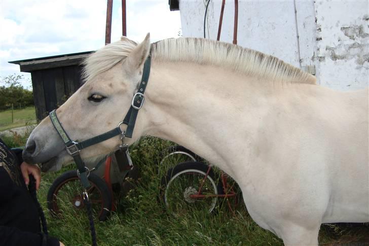 Fjordhest Hjalde Fjord - Hjalde juli 2009 billede 3