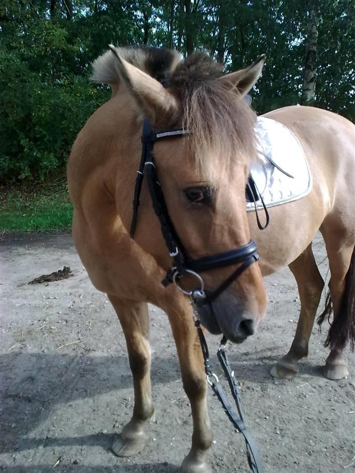 Anden særlig race Sonny - :-) billede 10