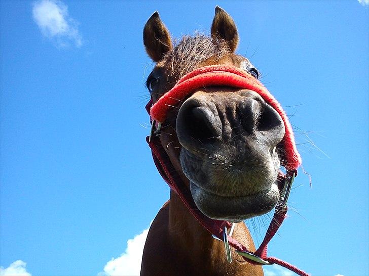 Anden særlig race Flipper - når flipper nyder en dejlig sommer dag (´: billede 12