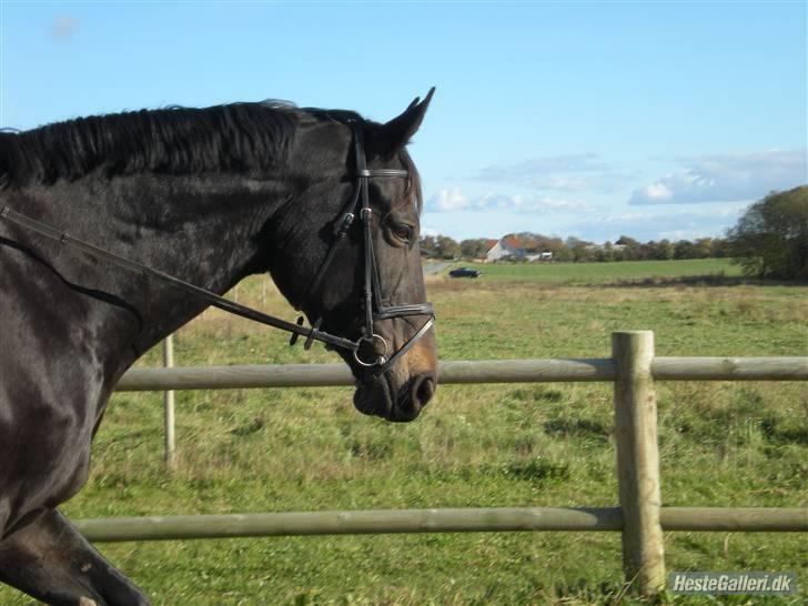 Dansk Varmblod Fie  - Smukke Fie(Træning) billede 20