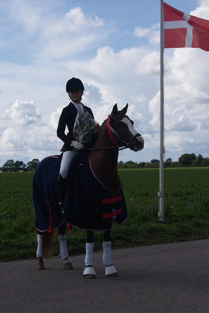 DSP Amadeus A.M.  - Vinder af Falster dressage cuppen. billede 11