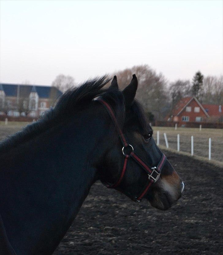 Anden særlig race ~Calypso~ <3 elsket & savnet ! - Hvis gud har skabt noget smukkere end dig, har han beholdt det for sig selv  billede 15