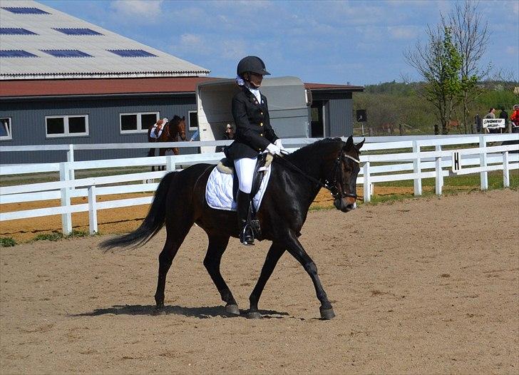 Anden særlig race ~Calypso~ <3 elsket & savnet ! - Sorg er midlertidigt, minder er for altid billede 16