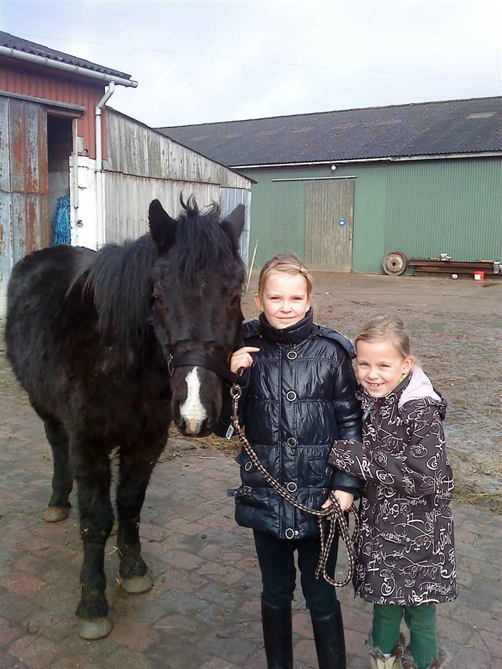 Svensk Sportspony  Donn   Solgt:( - Donn og mine søskende:D For 1år siden billede 3