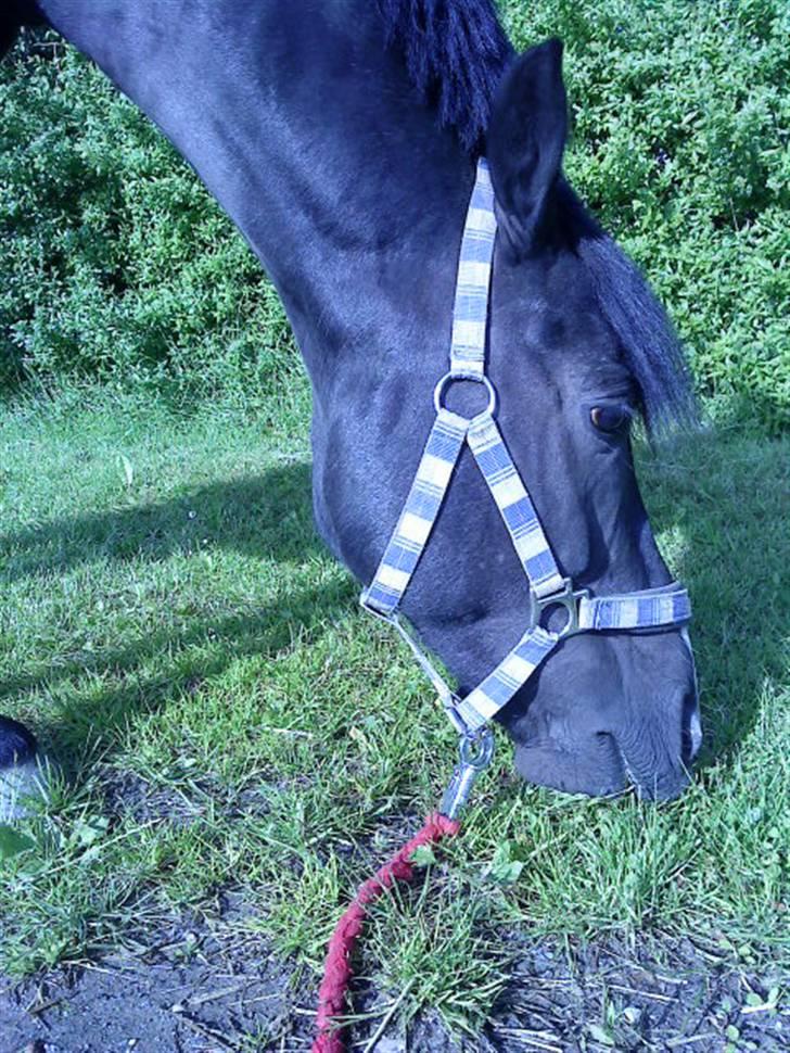 Svensk Sportspony  Donn   Solgt:( billede 8