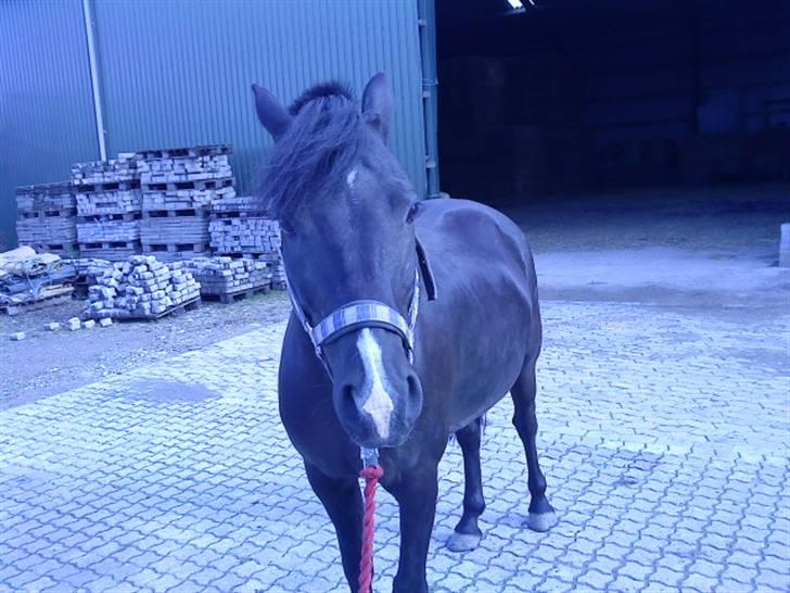 Svensk Sportspony  Donn   Solgt:( - "Ihh hvor har jeg det godt" vrinsker Donn billede 10