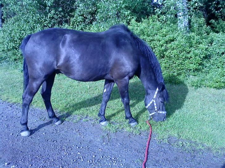 Svensk Sportspony  Donn   Solgt:( billede 11