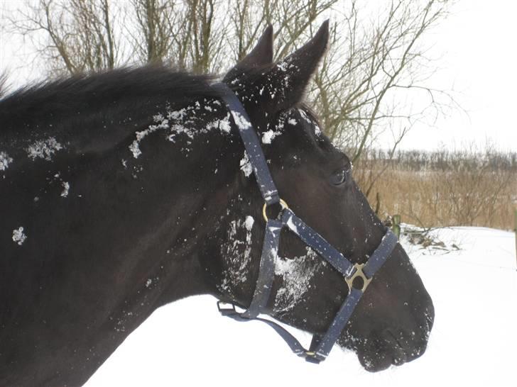 Trakehner Syrah  (solgt) - Januar 09 billede 1