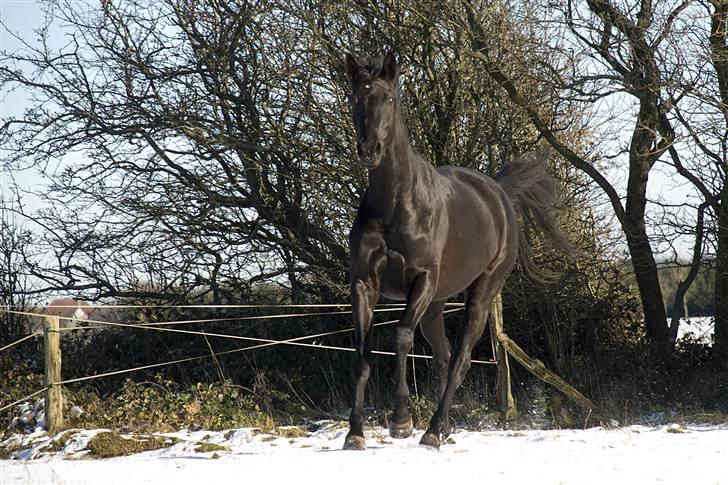 Trakehner Syrah  (solgt) - Uh sne! Så kan jeg næsten blive lidt vild:-) billede 2