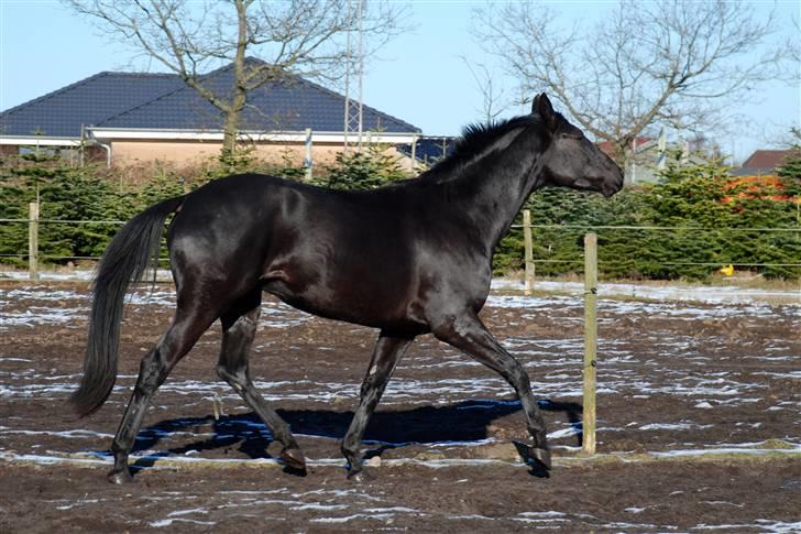 Trakehner Syrah  (solgt) - Januar 09, jeg er lige blevet 4 år :-) billede 3