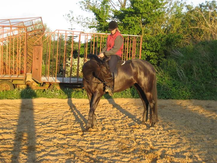 Trakehner Syrah  (solgt) - Hm er faldet af Syrah 1 gang, netop fordi hun bed i stigbøjlen, trak til og blev bange, fordi hun ikke ku få hovedet strukket lige ud igen... (I stedet for bare at slippe stigbøjlen, for så ville hun jo ku dreje hovedet helt rundt igen.. He)  billede 4