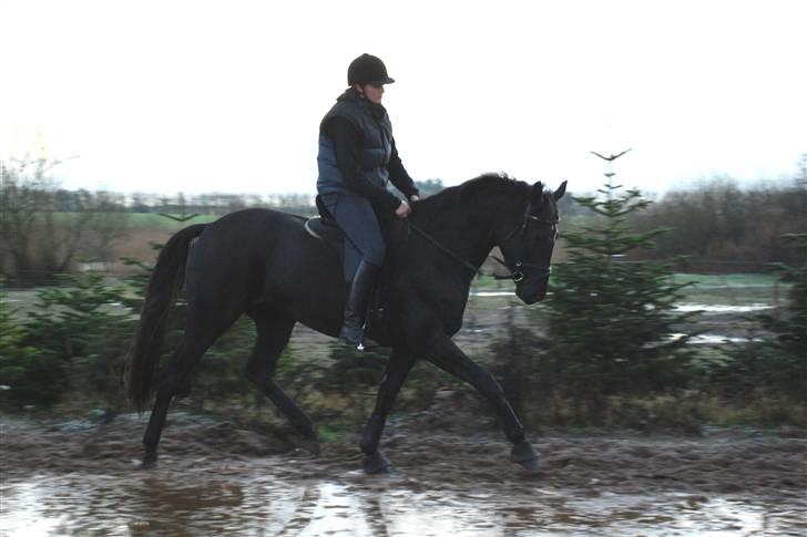 Trakehner Syrah  (solgt) - Her er hun 3 år, og det er 3. gang hun har rytter på ryggen.. billede 5