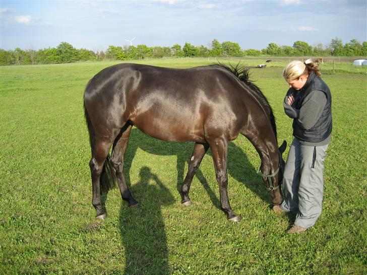 Trakehner Syrah  (solgt) - August 08.Hun er tilredet, og er hjemme på en lang velfortjent sommerferie, med masser af græs og afslapning.. (Hm lidt græsvom er der vidst også) billede 6