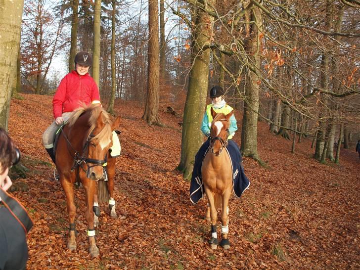 Anden særlig race Alfi - Langesøskoven med Ida og Charon :D <3 billede 2