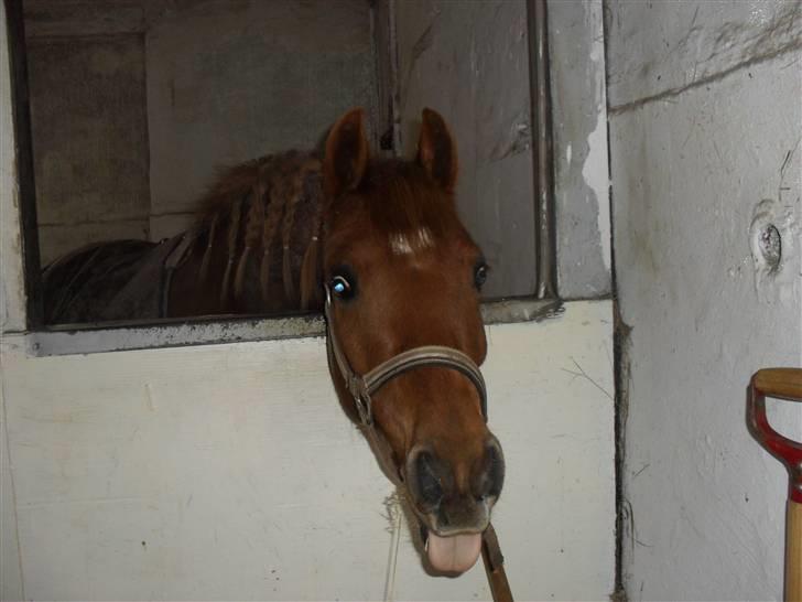 Welsh Partbred (Sec F) Fighter  Min Guldklump!<'33 billede 1