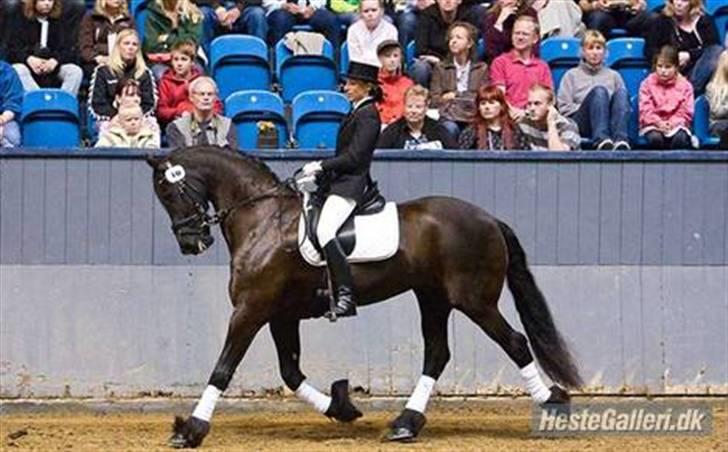 Frieser Lukas - Frieseropvisning på Vilhelmsborg 2008 Lukas og mig billede 17