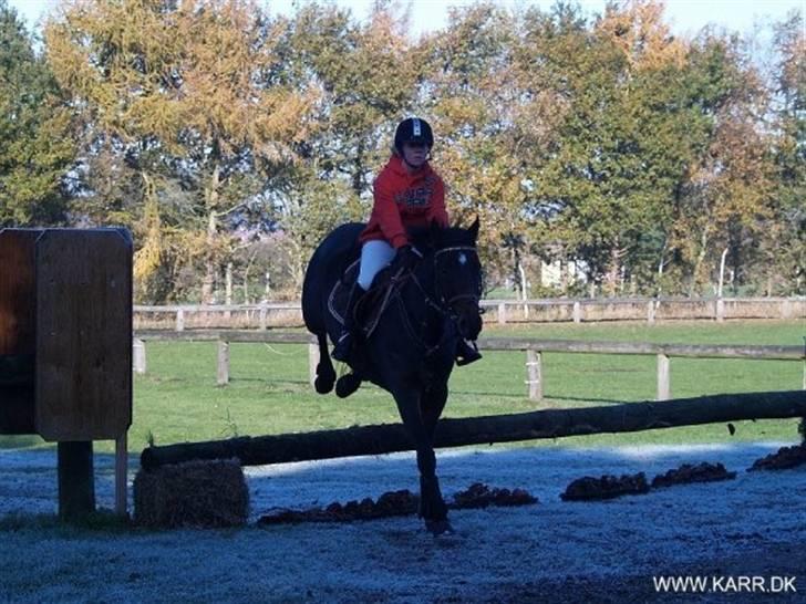 Dansk Varmblod Mon Cheri  (død) Himmelhest - Jagt 2008 :) billede 13