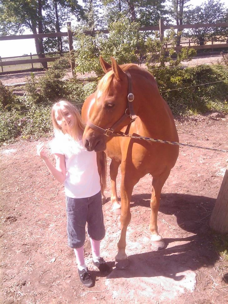 Welsh Partbred (Sec F) Fighter  Min Guldklump!<'33 billede 2