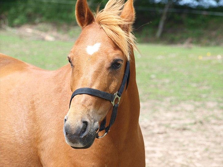 Welsh Partbred (Sec F) Fighter  Min Guldklump!<'33 - Se jeg er bare den lækreste pony.. billede 3