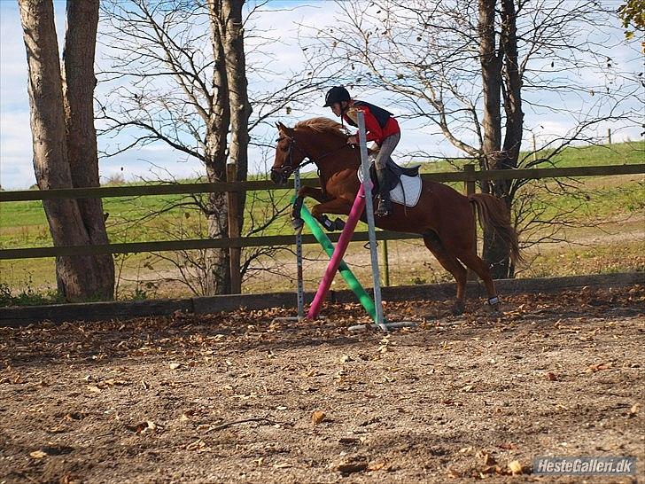 Welsh Partbred (Sec F) Fighter  Min Guldklump!<'33 billede 4