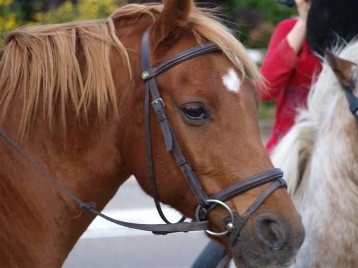 Welsh Partbred (Sec F) Fighter  Min Guldklump!<'33 billede 5