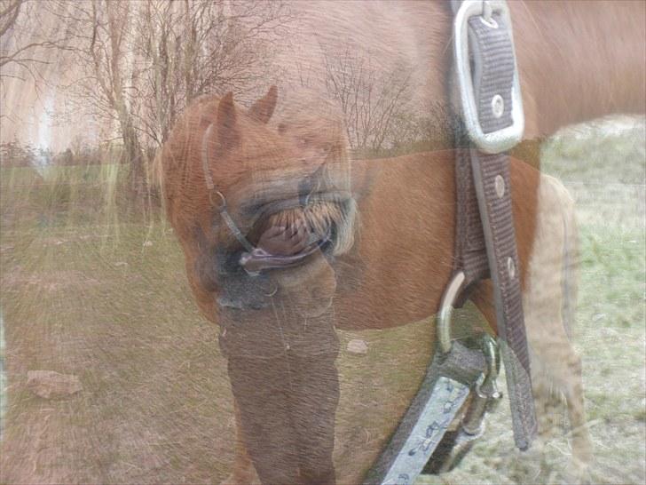 Welsh Partbred (Sec F) Fighter  Min Guldklump!<'33 billede 6