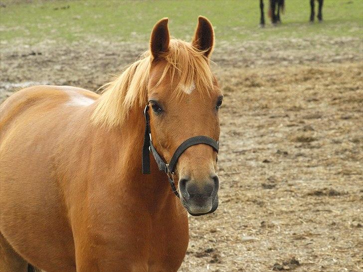 Welsh Partbred (Sec F) Fighter  Min Guldklump!<'33 billede 7