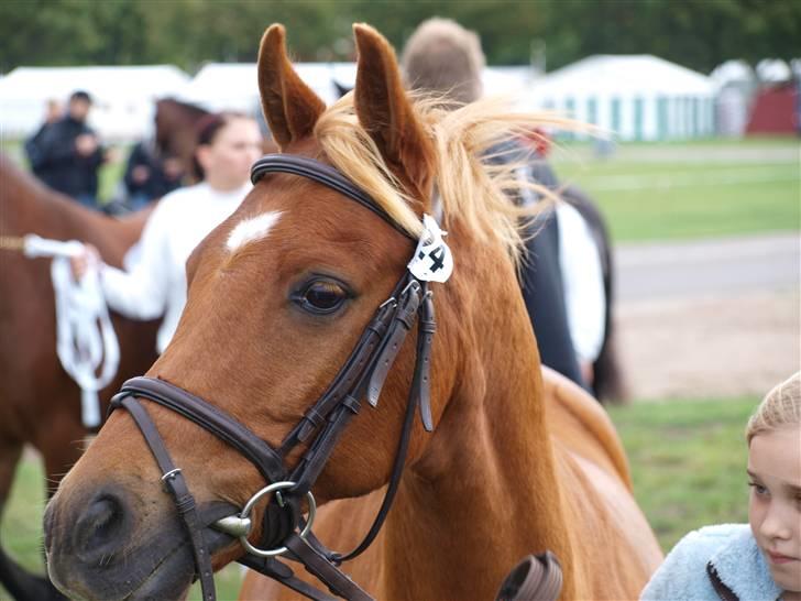 Welsh Partbred (Sec F) Fighter  Min Guldklump!<'33 billede 8