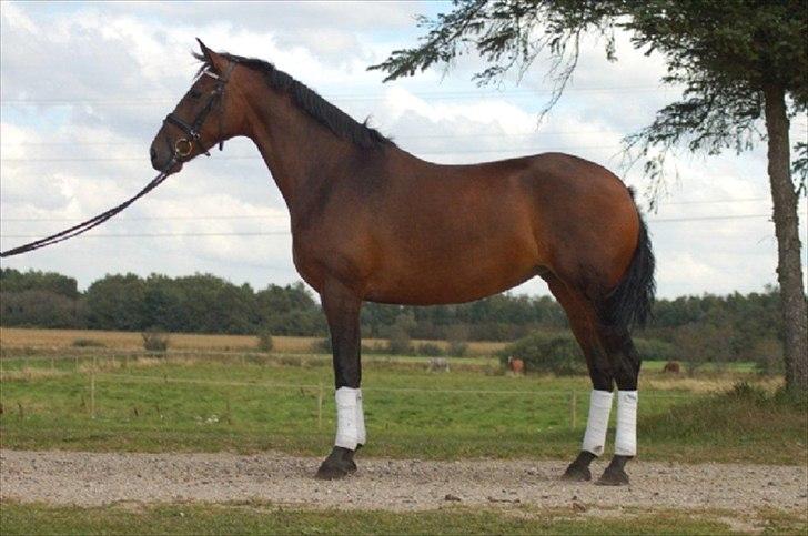 Anden særlig race KONGELUNDENS SMILLA billede 1