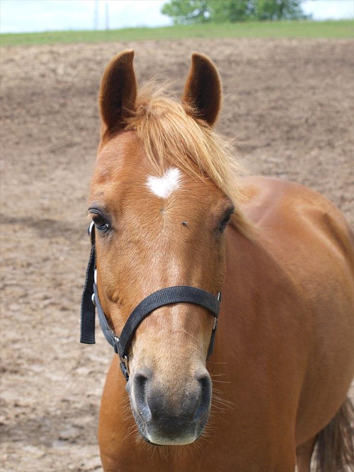 Welsh Partbred (Sec F) Fighter  Min Guldklump!<'33 - Er jeg ikke lækker... billede 9
