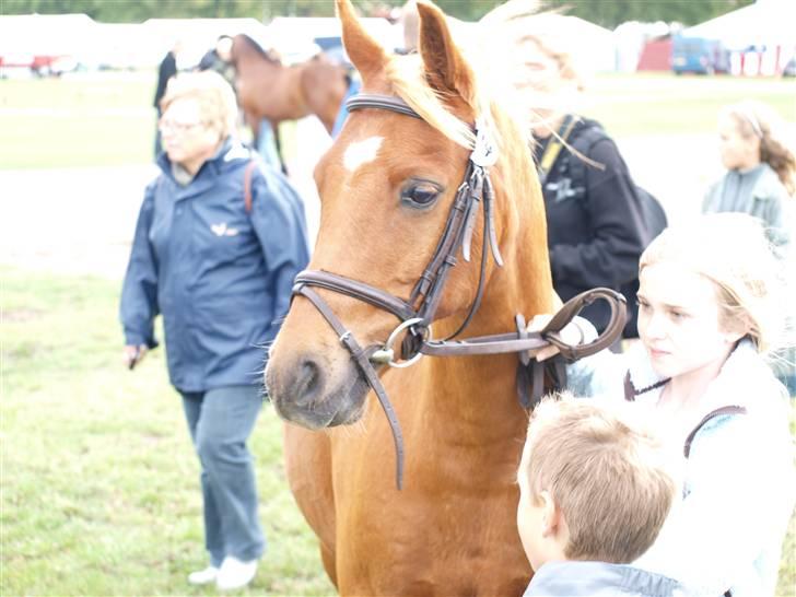 Welsh Partbred (Sec F) Fighter  Min Guldklump!<'33 billede 10