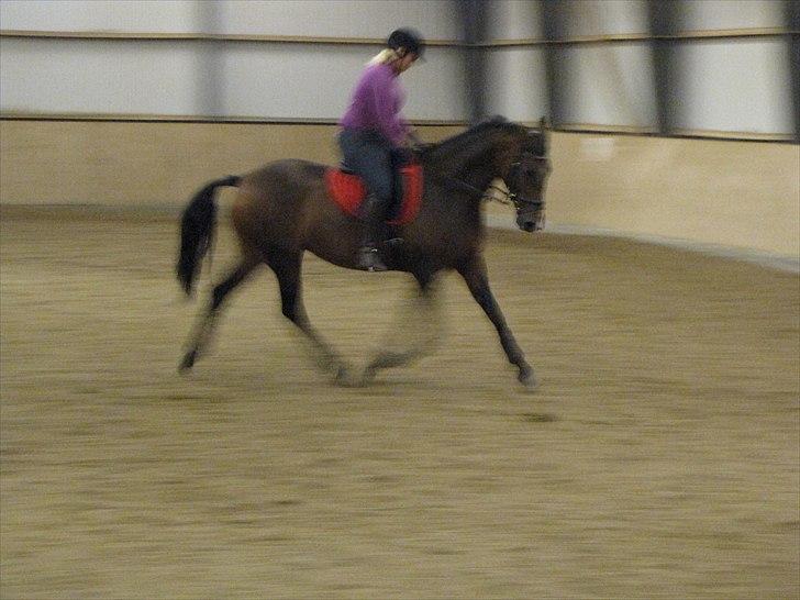 Anden særlig race KONGELUNDENS SMILLA billede 5