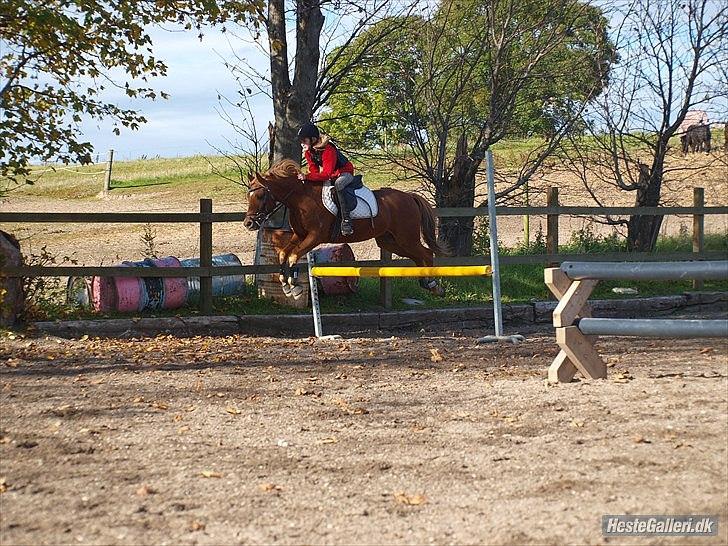 Welsh Partbred (Sec F) Fighter  Min Guldklump!<'33 billede 11