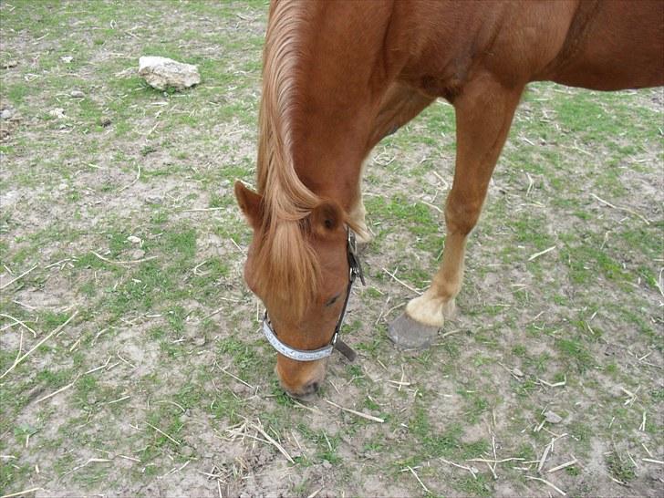 Welsh Partbred (Sec F) Fighter  Min Guldklump!<'33 - der kommer han jo billede 12