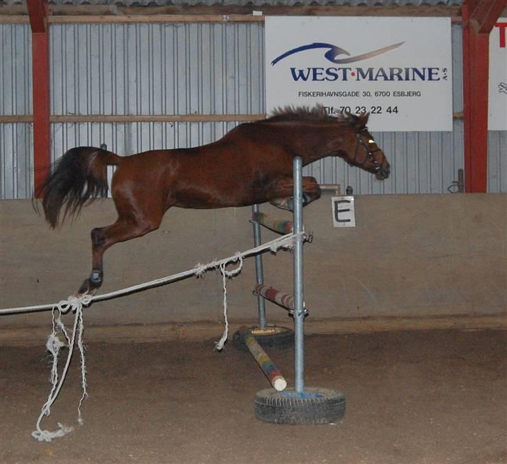 Hollandsk Sportspony Charléne of the fairplay - 130-140 2009 billede 18