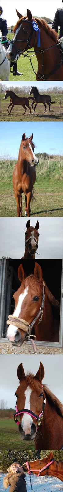 Hollandsk Sportspony Charléne of the fairplay - 2009-2010 billede 19