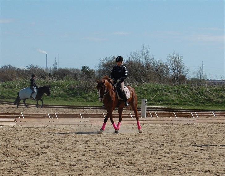 Hollandsk Sportspony Charléne of the fairplay - ene undervisning d. 28 april 2010 billede 20